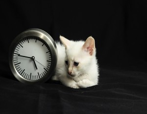kitty clockcrophome