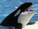 whale
